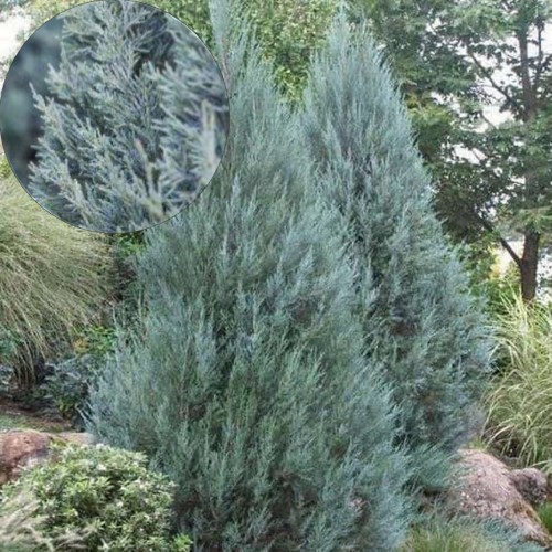 Juniperus scopulorum 'Wichita Blue' - Kaljukadakas 'Wichita Blue' P9/0,55L